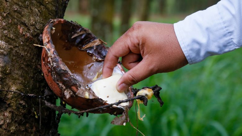 Cambodia: Government fails to recoup on rubber expenses